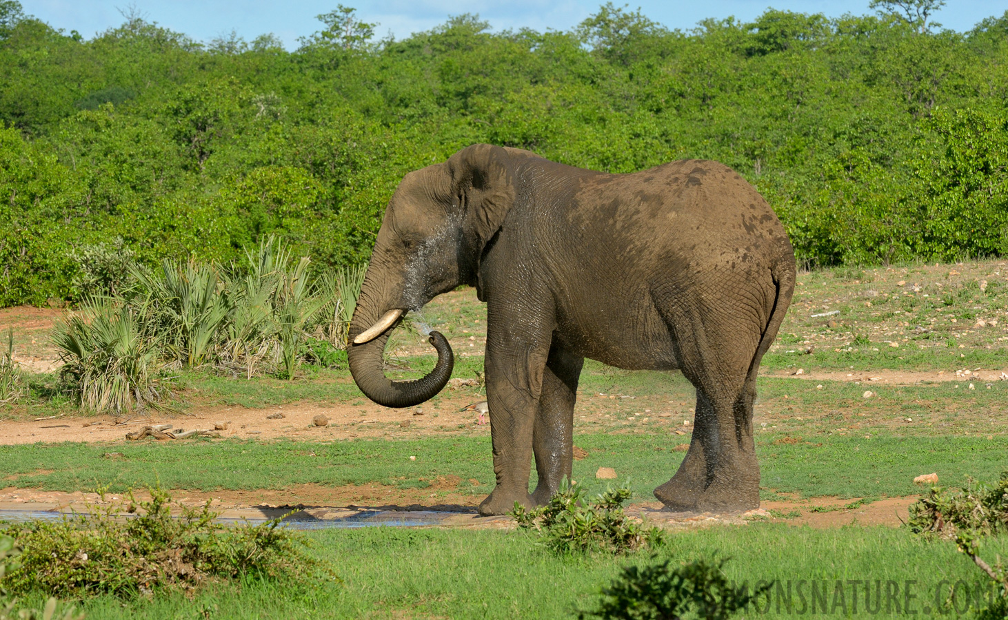 Loxodonta africana [280 mm, 1/640 sec at f / 14, ISO 1000]